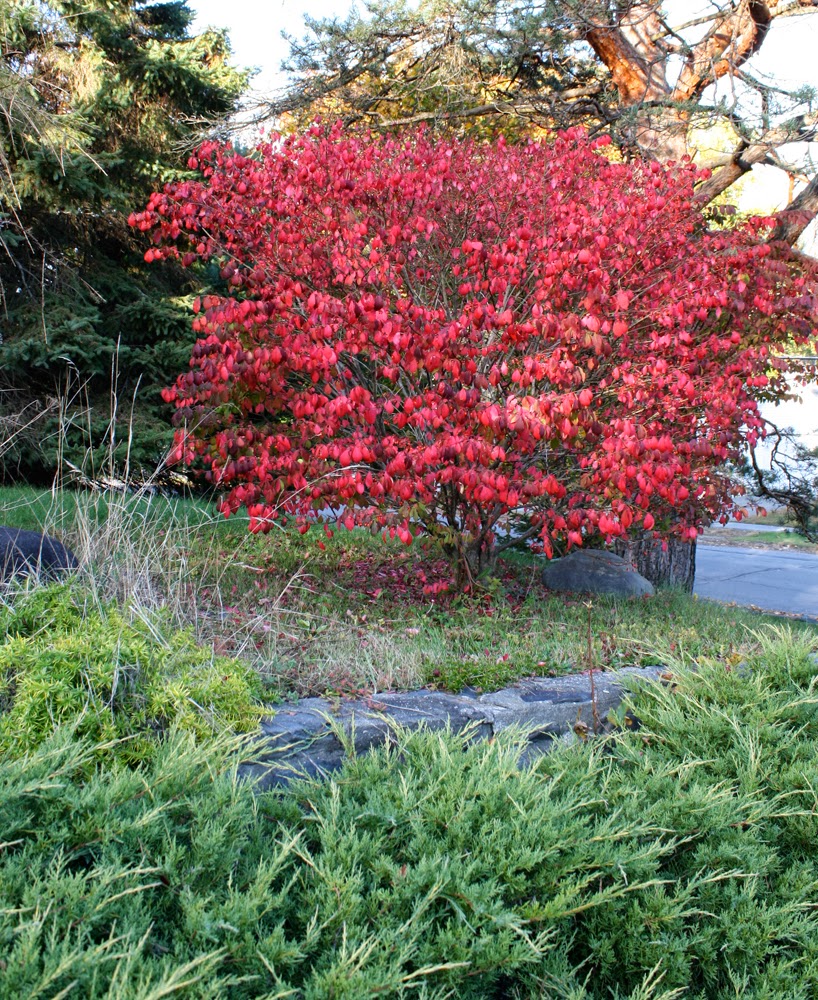 Fall red leaf bushes, 91324 Northridge CA