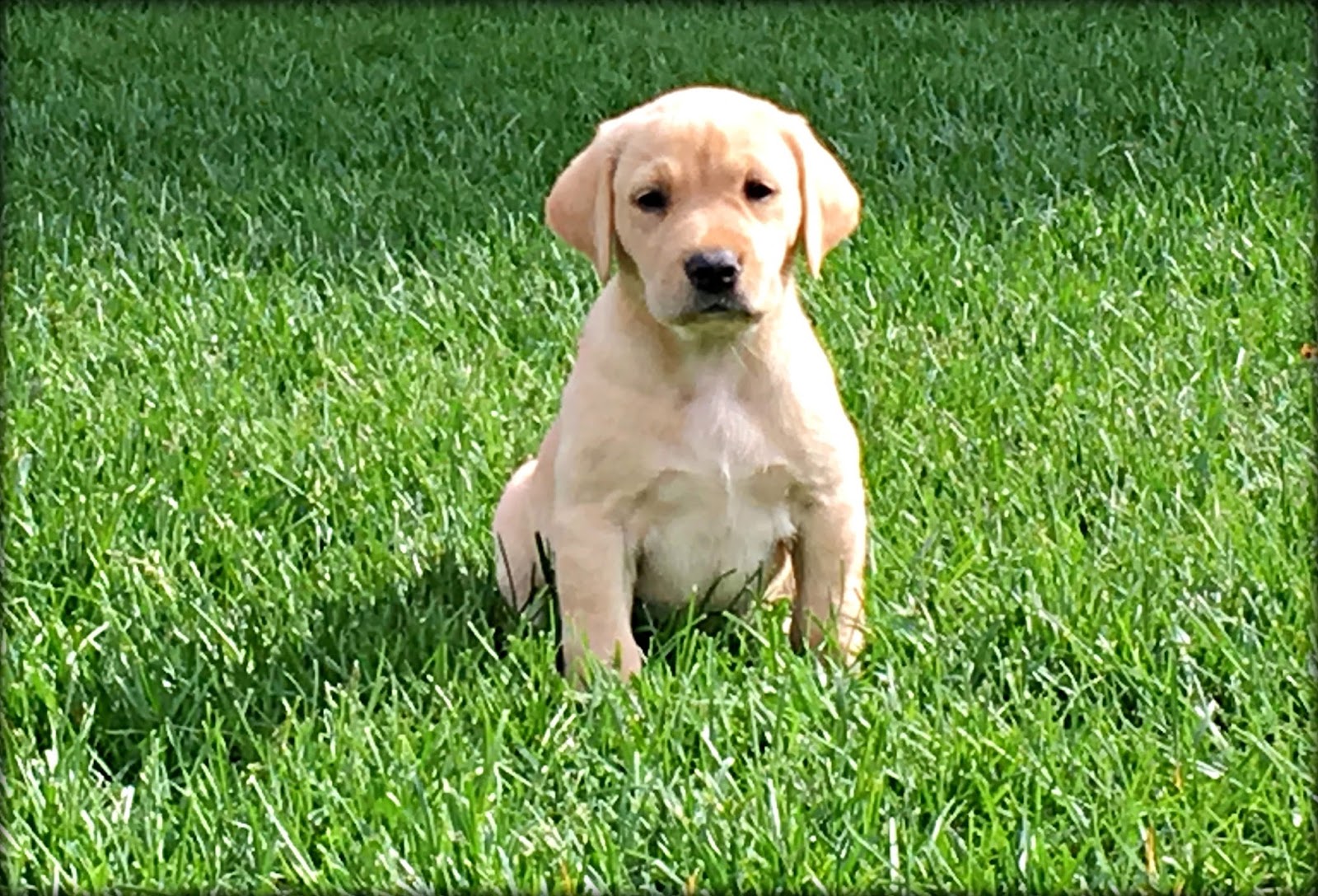 Rock Solid Pointing Labs