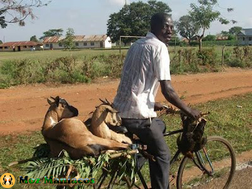 Bicicleta para Transportar Animais