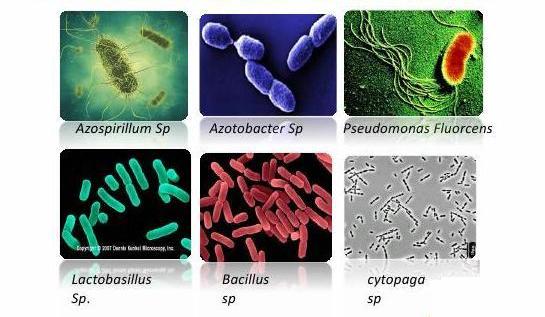 Mikroorganisme Tanah Dan Fungsinya