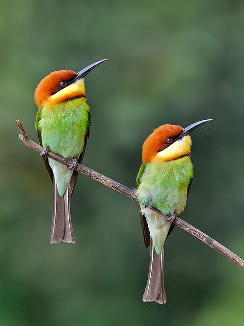 Hummingbirds giving pose for a photoshoot