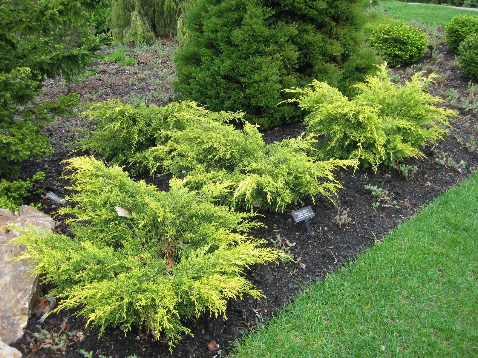 Rotary Botanical Gardens Hort Blog Golden Shrubberies