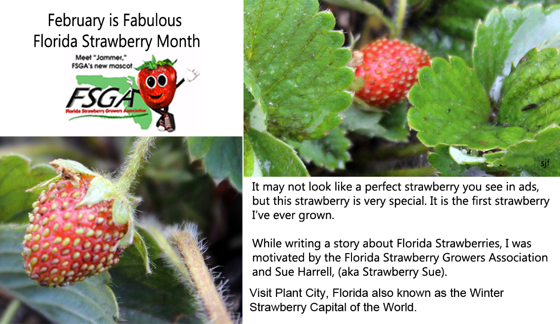 Dietitians Online Blog February is Fabulous Florida Strawberry Month