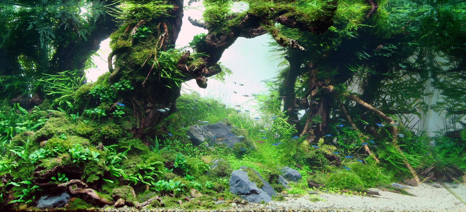 background poster pics background layouts for aquarium print your own aquarium background