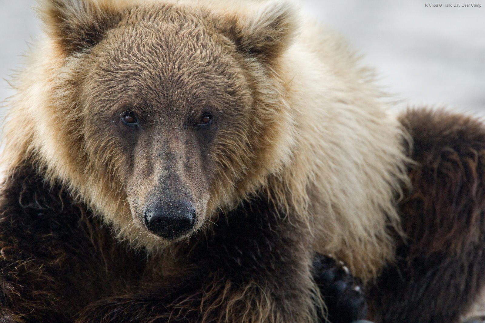 Bears at Hallo Bay: Brown Bear Fur + Did You Know?