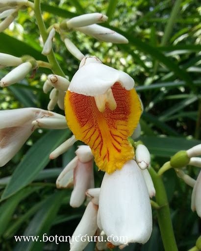 Alpinia mutica, Orhid Ginger