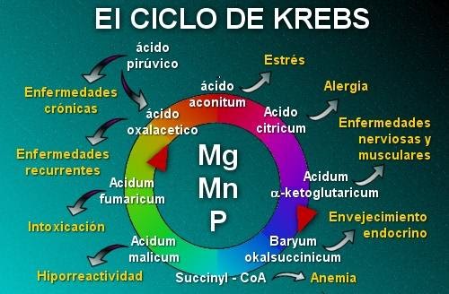 Donde se produce el ciclo de krebs