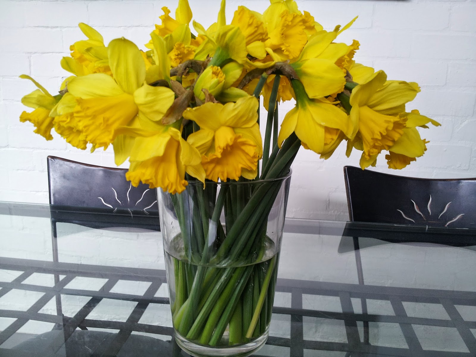 musings from the terrace Daffodils the symbol of hope