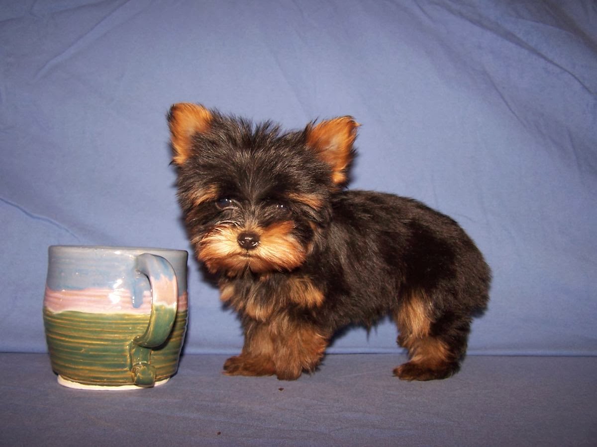 Tiny teacup yorkie's ( one left ) Puppies For Sale