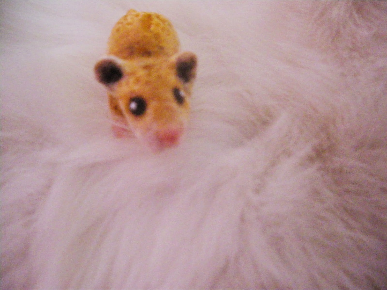 Diana My little hamster