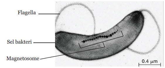 Pemanfaatan Medan Magnet Pada Migrasi Hewan Mikirbae Com