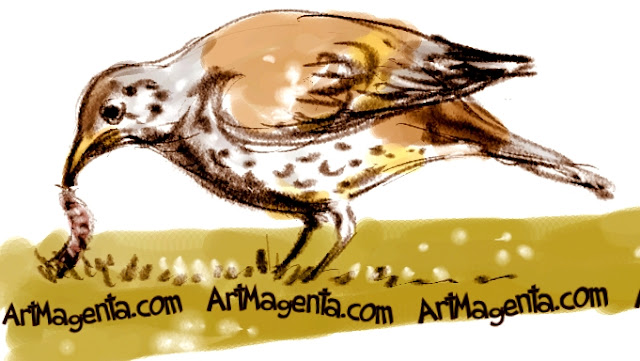 Mistle Thrush sketch painting. Bird art drawing by illustrator Artmagenta.