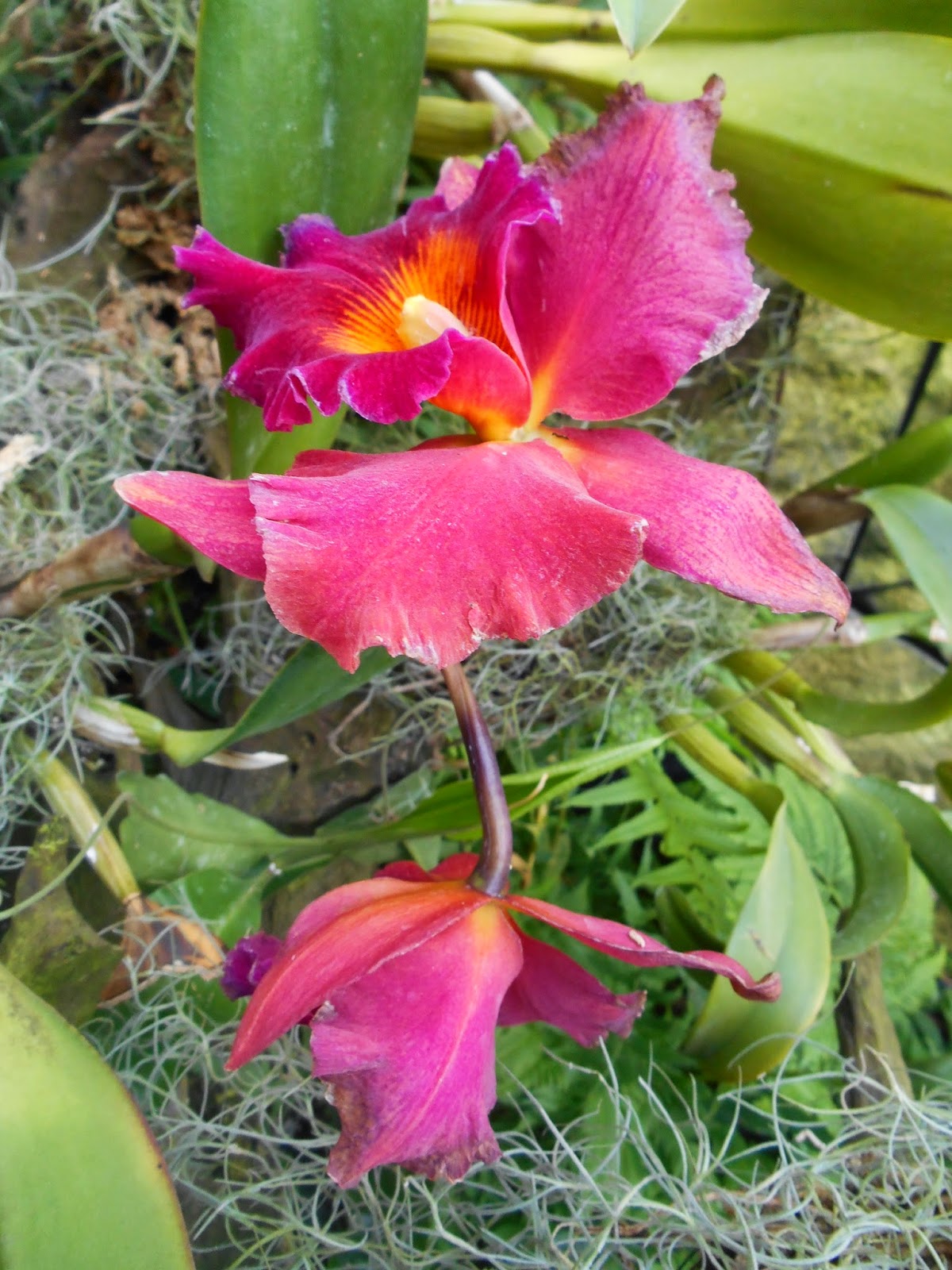 Exotic Plants in Indonesia Orchid Galleries