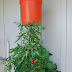 Homegrown Tomatoes Upside Down Planter