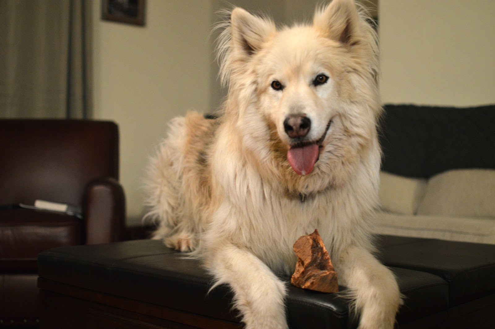 barkworthies root chew