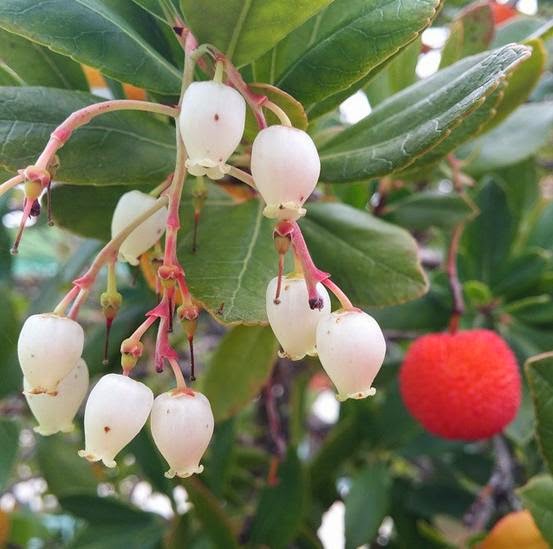 La Jardinera: Usos medicinales del Madroño (Arbutus unedo)