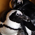 ケープペンギンの赤ちゃん3羽誕生!京都水族館