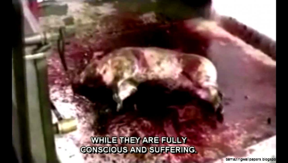 Animal Abuse WarningExtremely Disturbing Farm to Fridge short w