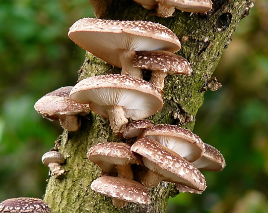 Shiitake mushroom growing in the forest