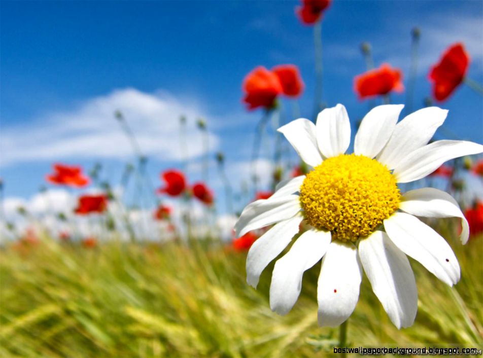 Download Latest Spring Flowers Wallpaper  Full HD Wallpapers