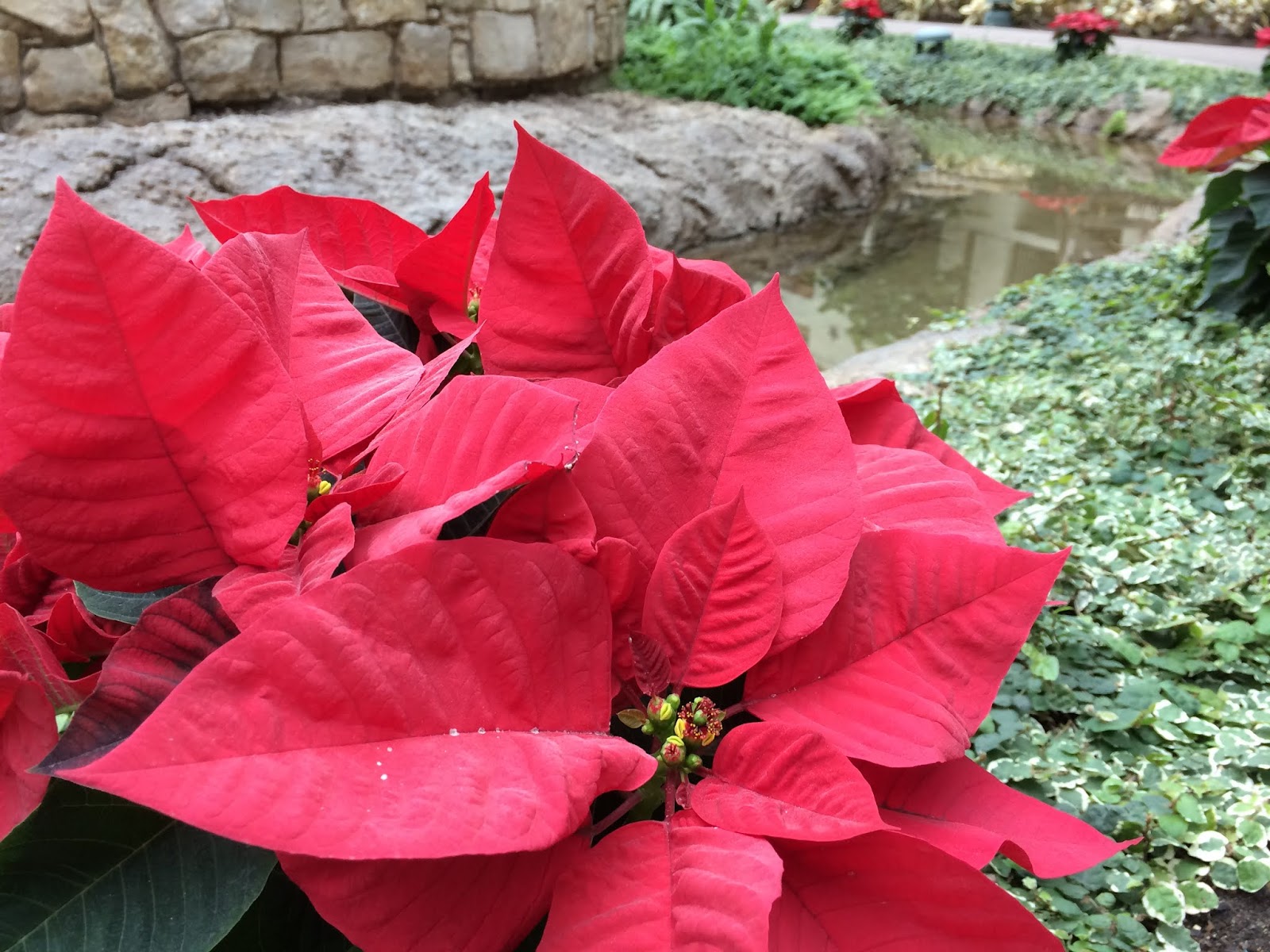 We Visited ICE! at the Gaylord Texan and It's Amazing! VisitICE2018 