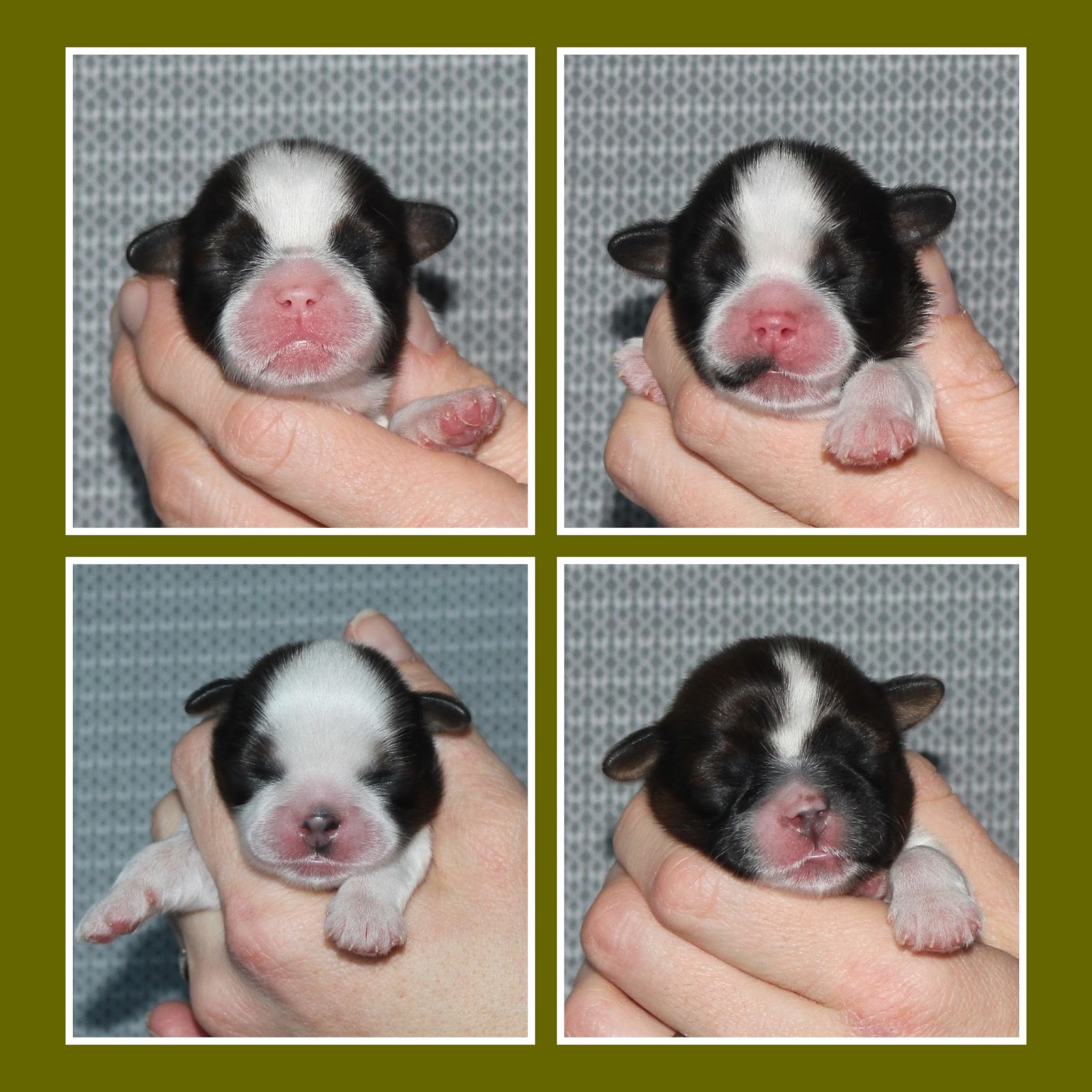 3 day old puppies