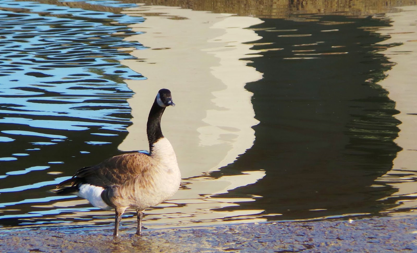 Berkeley Backyard Bird Blog: Mountain Talks Lecture: