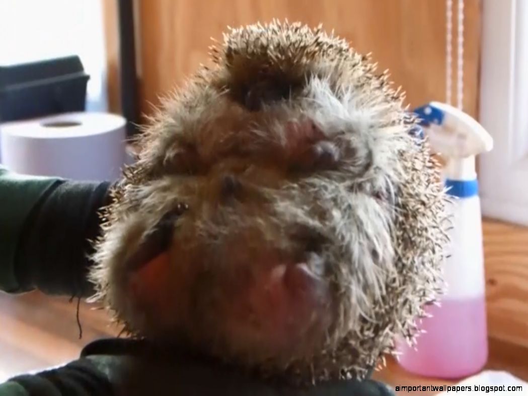 Obese hedgehog goes on a diet being too fat to curl into a ball