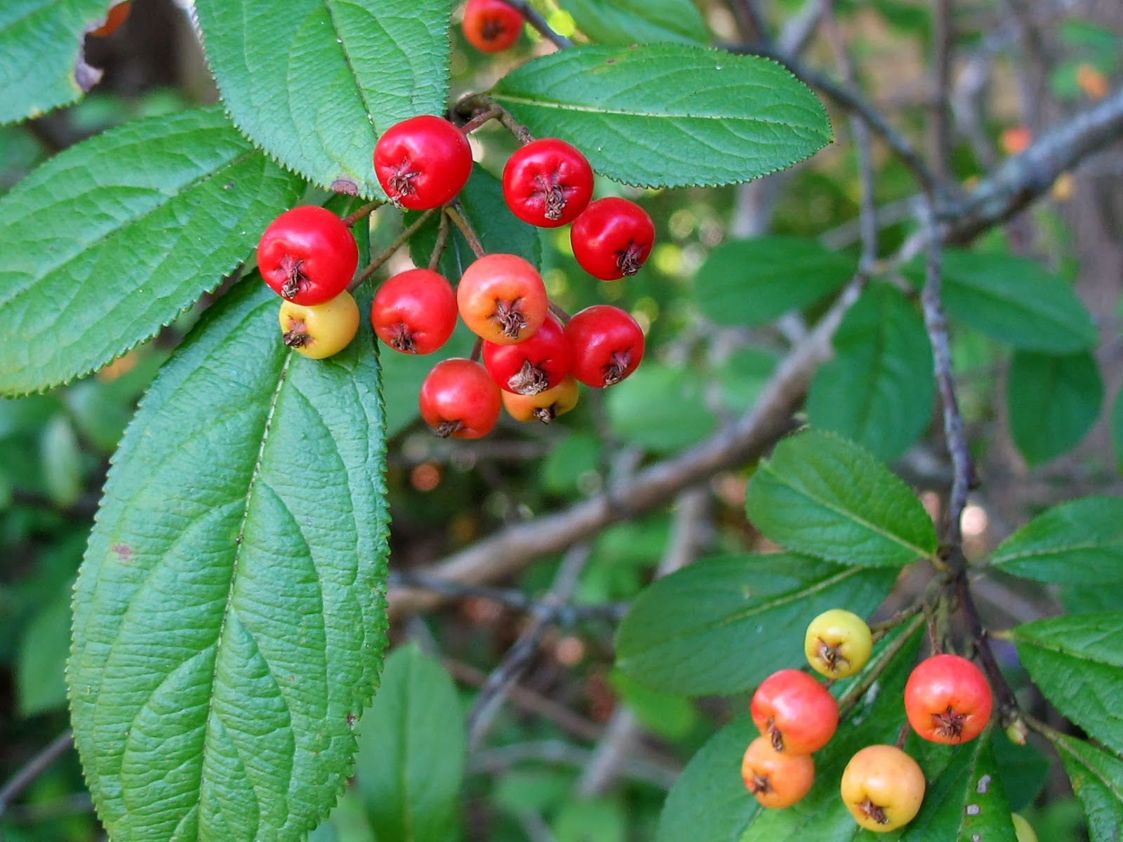 Using Native Plants Fall Fruit