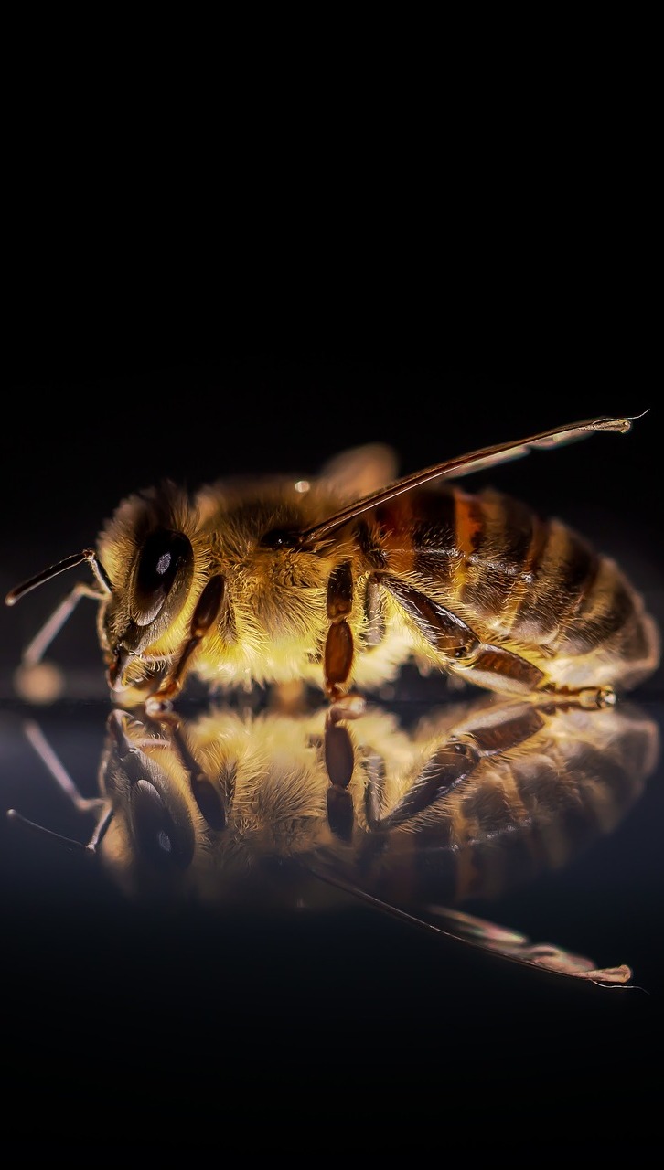 Amazing honey bee reflection.