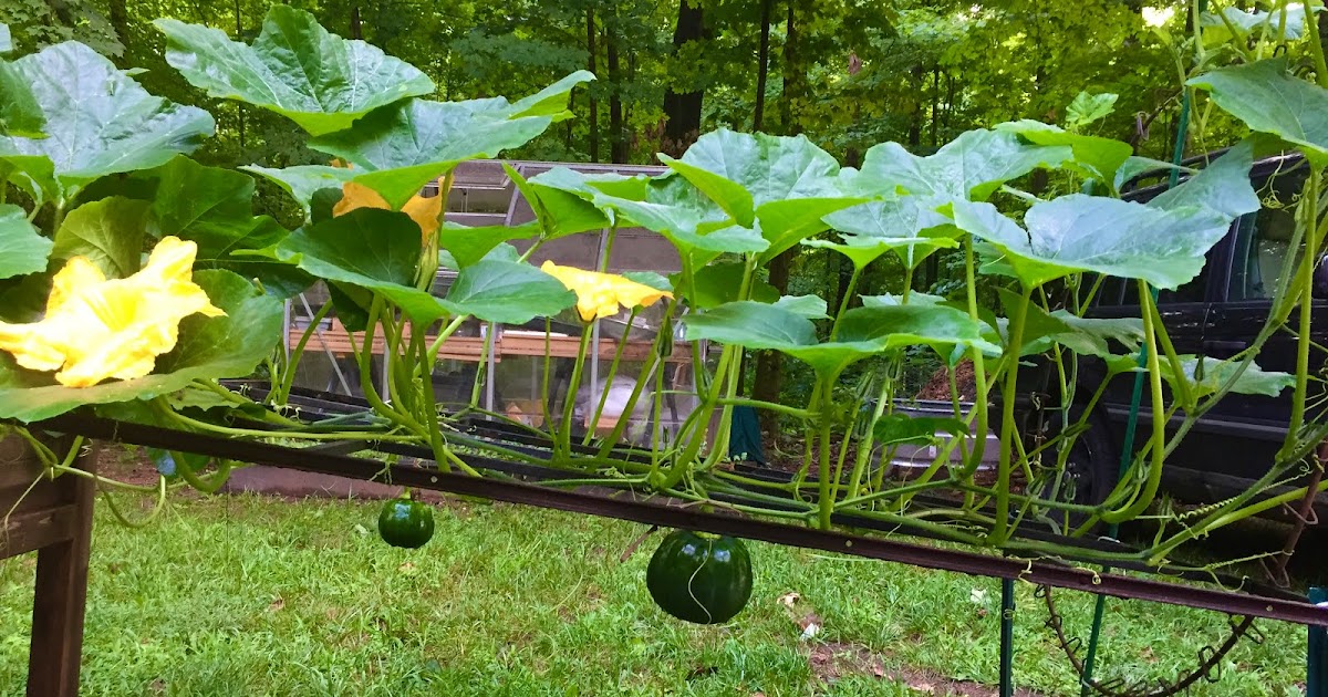 Urban Tomato Triumph: Your Comprehensive Guide to Growing Luscious Tomatoes in Any Small City Space