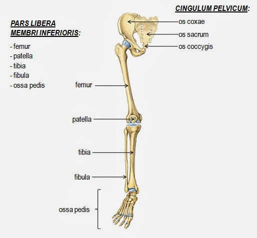 Cingulum латынь. Membri inferius латынь. Кости свободной нижней конечности латынь. Лопатка анатомия вид спереди. Cingulum латынь.