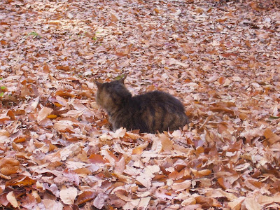 大阪府枚方市・山田池公園 くつろぐ猫