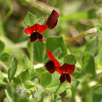 Four small dark red flowers.