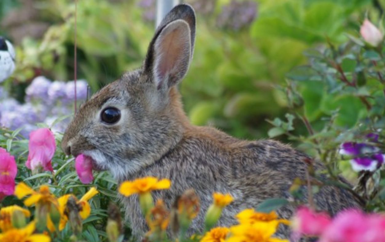 The Garden Oracle Gardening Advice, Tutorials & Supplies Seeds