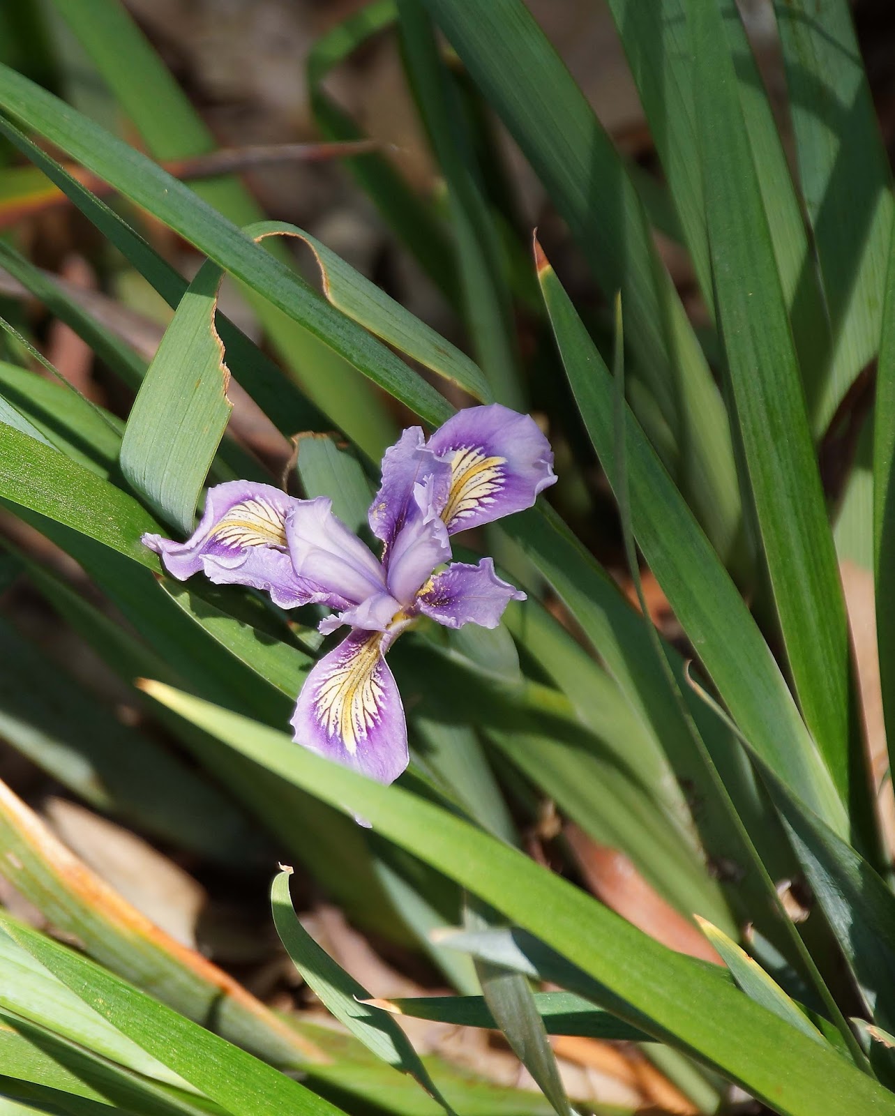 A Visit To Tree Of Life Nursery