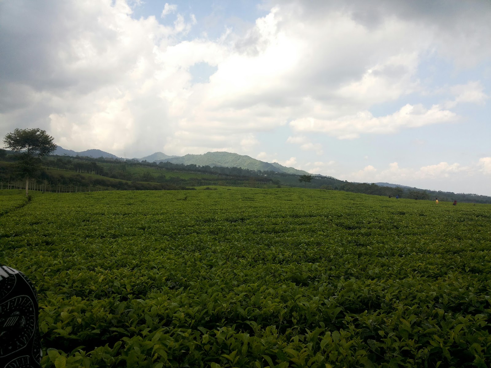 Kebun Teh Kabawetan