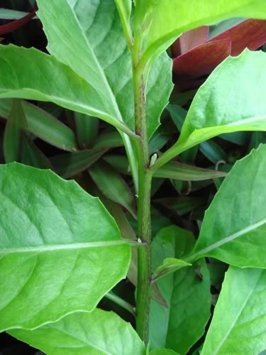 whatabout: Gynura procumbens (leaves of God. Green Harmony,