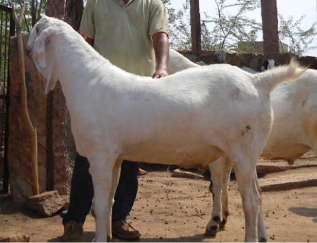 Goat Farming Business Plan For Beginners