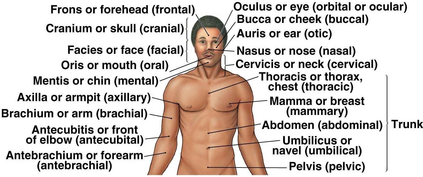 ALL YOU NEED TO ENJOY MEDICINE: HEAD AND NECK: Anatomical Terms and
