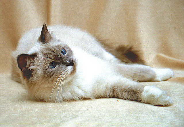 Pupile Człowieka Czerwca 2013