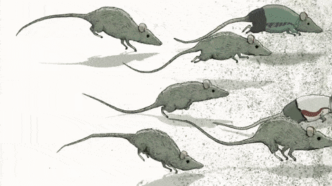 Corrida dos Ratos - A FUGA: HAPPINESS (RAT RACE) - A FILM BY STEVE ...