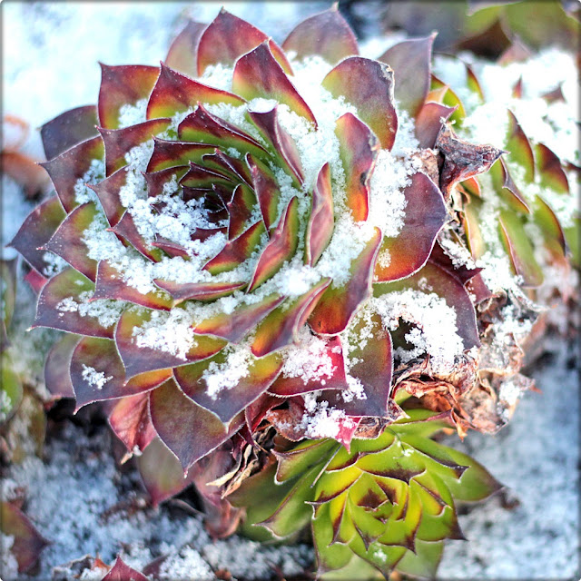 Cold Climate Succulents Learn About Growing Succulents In The Cold