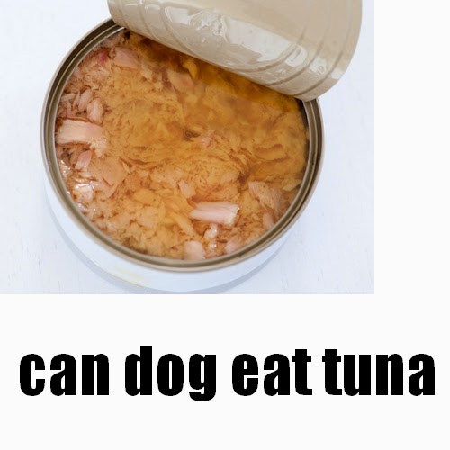 Can Dogs Eats