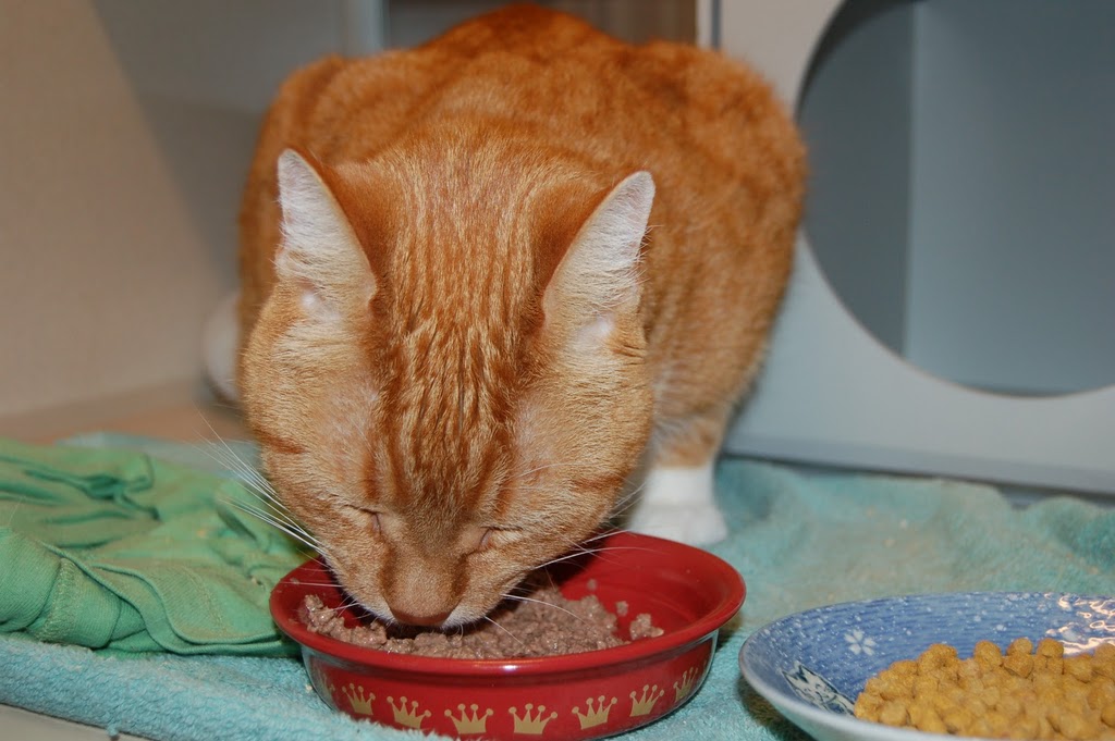 low protein diet for older cats