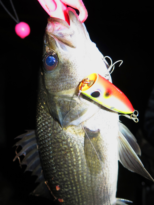 Tackle Source FEED LURES BULB VS AUSTRALIAN BASS