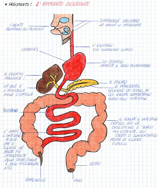 Science For Passion L'apparato digerente Science For Passion L'apparato digerente