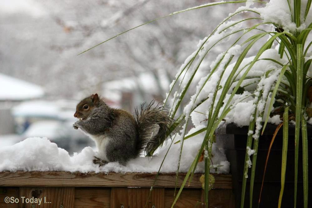 MY SQUIRRELS ENJOYING SOME FRENCH FRIES AFTER THE FIRST SNOW FALL So