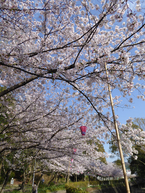 寝屋川公園の桜・お花見ウォーキング 花の道