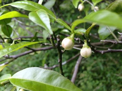 柚子の花の蕾